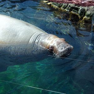 Sea Cliffs 2008 - Pacific Walrus "Kulusiq"