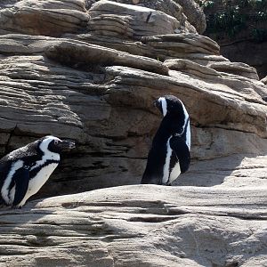 Sea Cliffs 2008 - African Black-footed Penguins