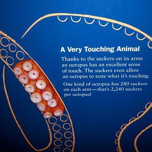 Sea Cliffs 2008 - Octopus Graphic