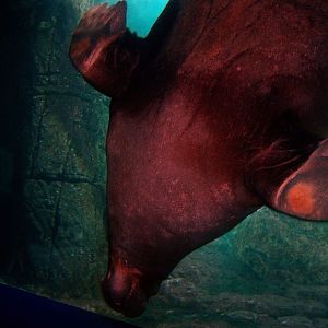 Sea Cliffs 2008 - Pacific Walrus "Kulusiq"