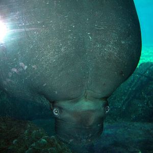 Sea Cliffs 2008 - Pacific Walrus "Ayveq"