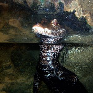 Explore the Shore 2008 - Dwarf Caimen