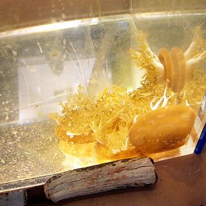 Behind-the-Scenes 2008 - Upside-down Jellyfish