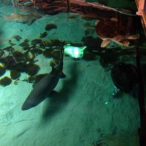 Behind-the-Scenes 2008 - Above the Shark Tank