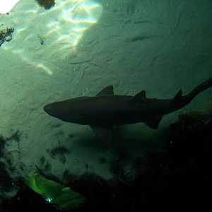 Behind-the-Scenes 2008 - Above the Shark Tank