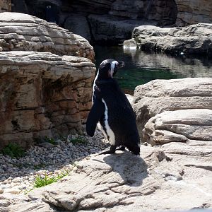 Sea Cliffs 2008 - African Black-footed Penguin