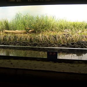 Explore the Shore 2008 - Salt Marsh