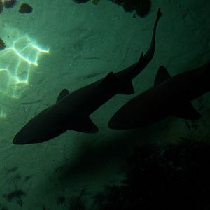 Behind-the-Scenes 2008 - Above the Shark Tank