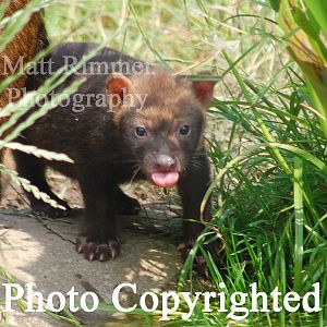 Bush dog pup