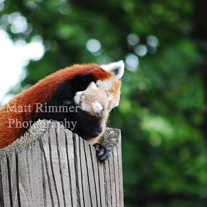 Baby red Panda hugging mum
