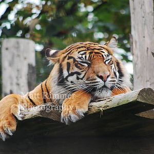 Kirana - Female sumatran tiger