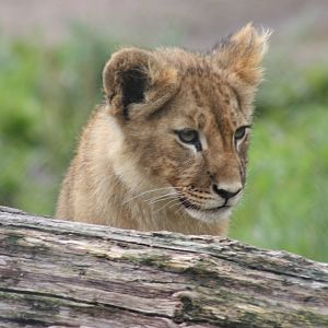 Lioncub