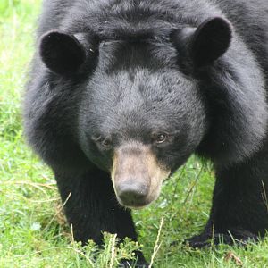 Asian Black Bear