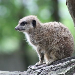 Meerkat