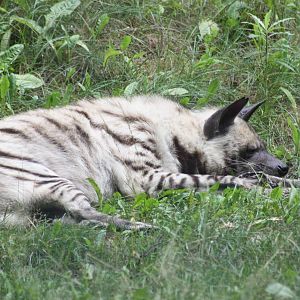 Striped hyena