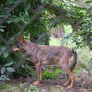 Iberian Wolf at Port Lympne, 01/08/10