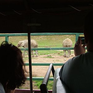 African Experience at Port Lympne, 01/08/10