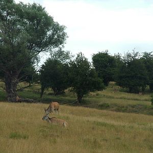 African Experience at Port Lympne, 01/08/10