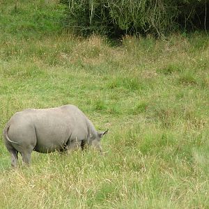 African Experience at Port Lympne, 01/08/10