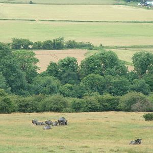 African Experience at Port Lympne, 01/08/10
