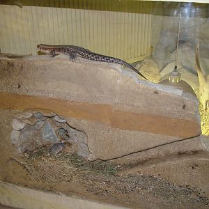 African Experience at Port Lympne, 01/08/10