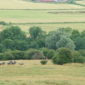 African Experience at Port Lympne, 01/08/10