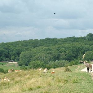 African Experience at Port Lympne, 01/08/10