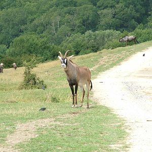 African Experience at Port Lympne, 01/08/10