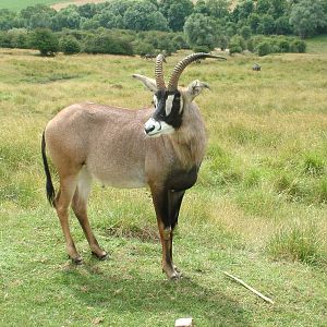 African Experience at Port Lympne, 01/08/10