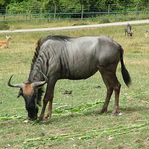 African Experience at Port Lympne, 01/08/10