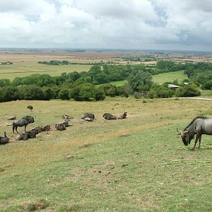 African Experience at Port Lympne, 01/08/10