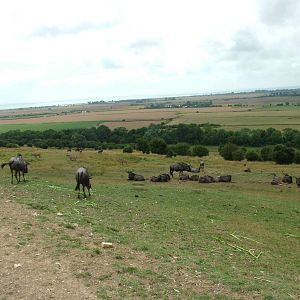 African Experience at Port Lympne, 01/08/10