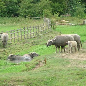 Asian Water Buffalo at Port Lympne, 01/08/10