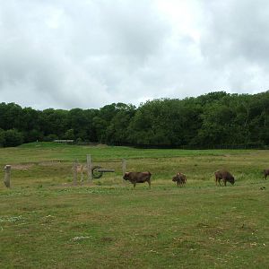 European Bison paddock at Port Lympne, 01/08/10