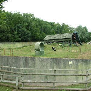 Bachelor Gorilla Paddock at Port Lympne, 01/08/10
