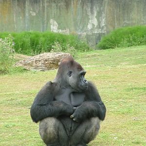 Western Lowland Gorilla at Port Lympne, 01/08/10