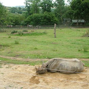 Rhino and Baboon Mixed Exhibit at Port Lympne, 01/08/10