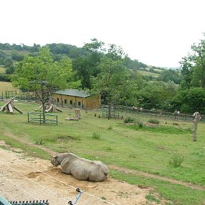 Rhino and Baboon Mixed Exhibit at Port Lympne, 01/08/10