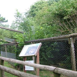 Scottish Wildcat Exhibit at Port Lympne, 01/08/10