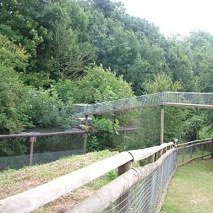 Scottish Wildcat Exhibit at Port Lympne, 01/08/10
