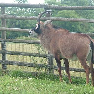 Roan Antelope at Port Lympne, 01/08/10