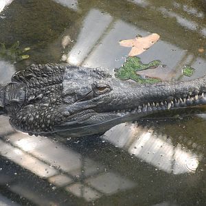 False Gharial