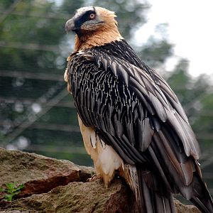 Lammergeier