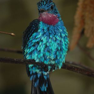 Spangled cotinga