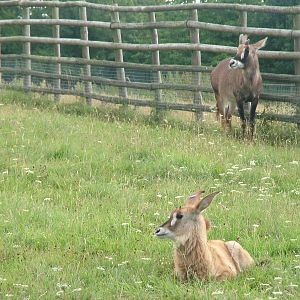 Roan Antelope at Port Lympne, 01/08/10