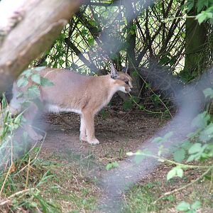 Damara Caracal at Port Lympne, 01/08/10