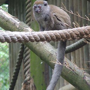 Eastern Grey Gentle Lemur at Port Lympne, 01/08/10