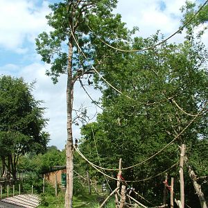 Monkey Exhibit at Port Lympne, 01/08/10
