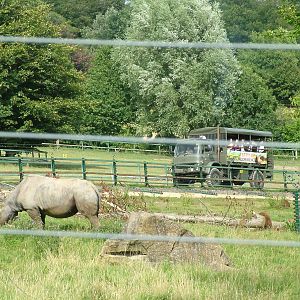 Rhino and Baboon Mixed Exhibit at Port Lympne, 01/08/10