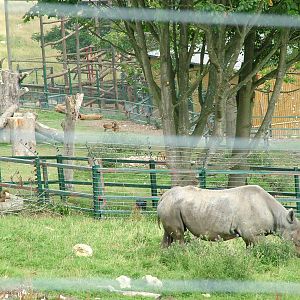 Rhino and Baboon Mixed Exhibit at Port Lympne, 01/08/10